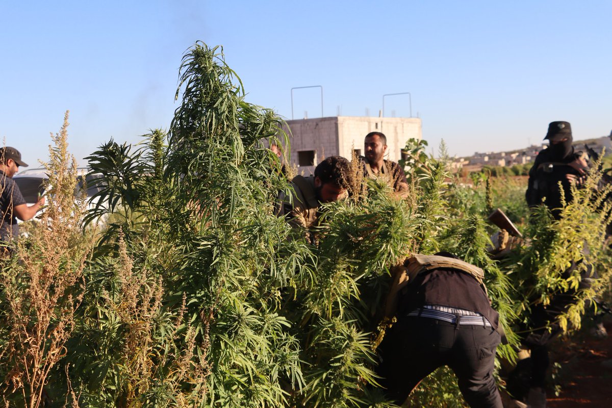 Following similar raids in Aleppo province, the Anti-Narcotics Department carried out its first operation targeting cannabis plants in Damascus province today.The plants, found in a farm near Duma (E. Ghouta) and estimated to yield roughly 240 kilograms of Hashish